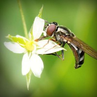 /album/moutisahea/photolia-a02-jpg/