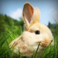 /album/moutisahea/photolia-a03-jpg/