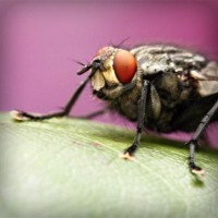 /album/moutisahea/photolia-a08-jpg/